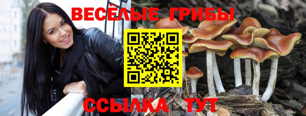 Чайковский  сколько стоит  Вход с VPN  Псилоцибиновые грибы Magic Shrooms 
